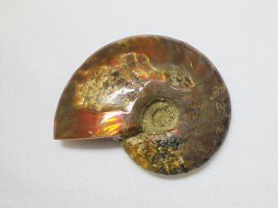 菊石(剖面)/斑彩螺/褐殼珍珠 (公克計算)